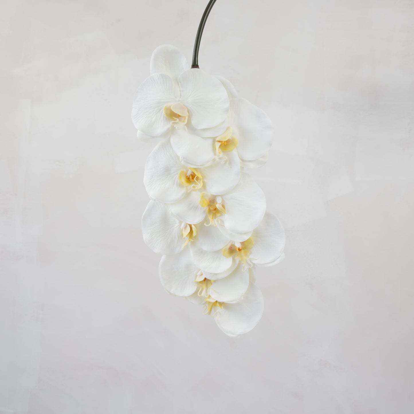 White Orchid