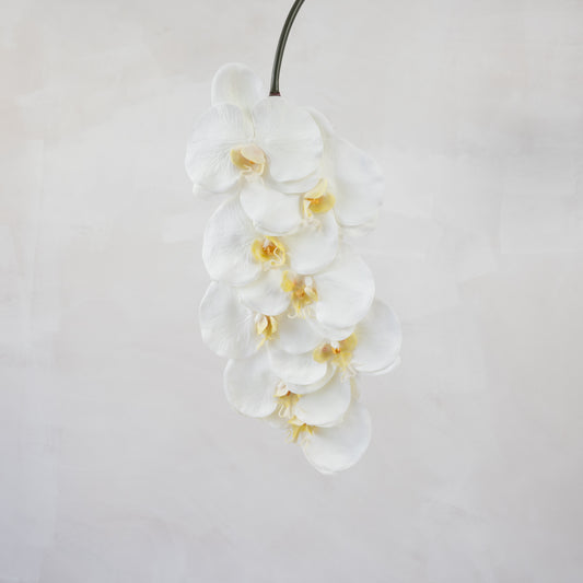 White Orchid