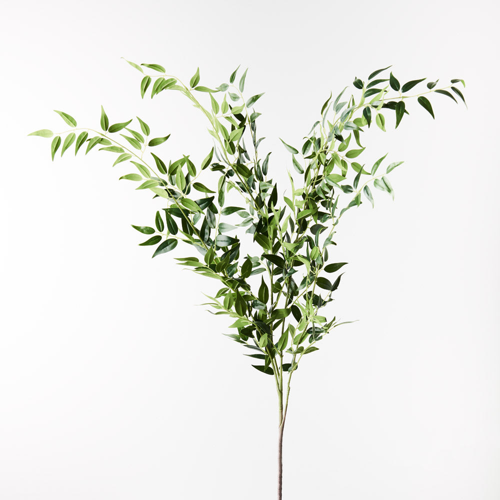 Ruscus Italian Bush